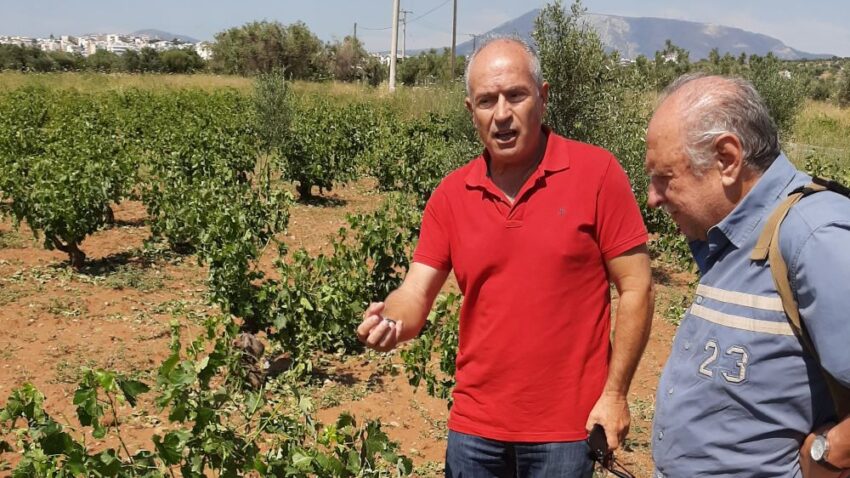 Επίσκεψη στις κατεστραμμένες καλλιέργειες αμπέλου στα Σπάτα