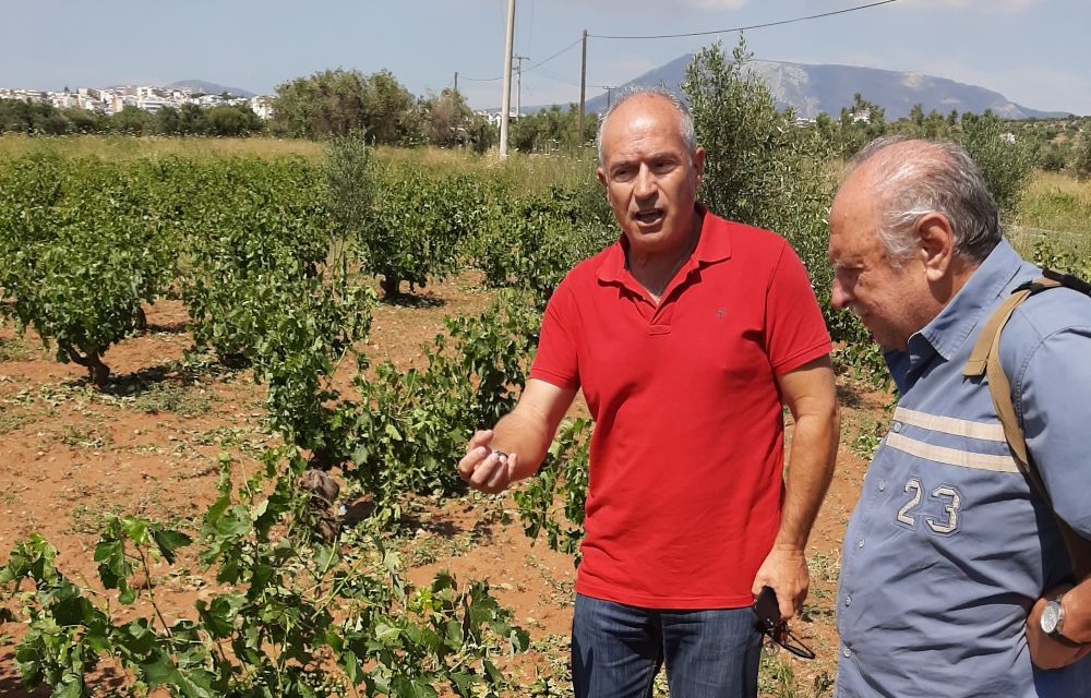 Επίσκεψη στις κατεστραμμένες καλλιέργειες αμπέλου στα Σπάτα